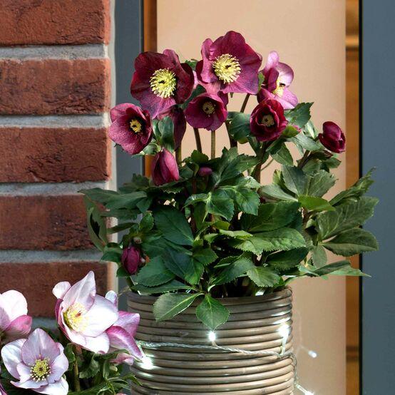 Helleborus Winter Ballet Leila Burgundy - View 2 from www redcrocus com