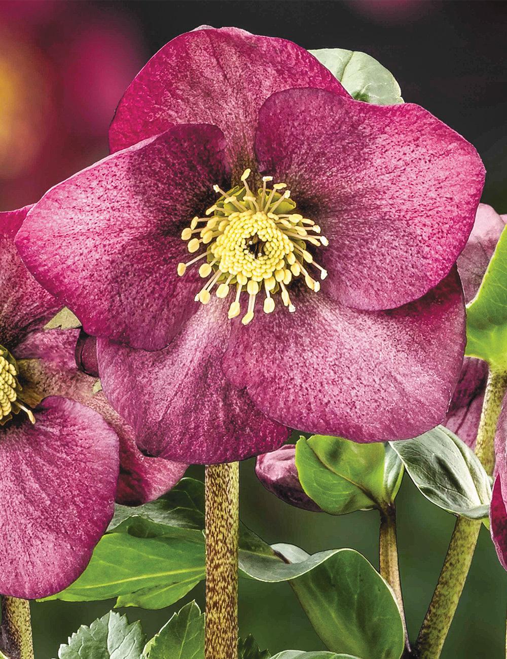 Helleborus Winter Ballet Leila Burgundy - View 3 from www redcrocus com