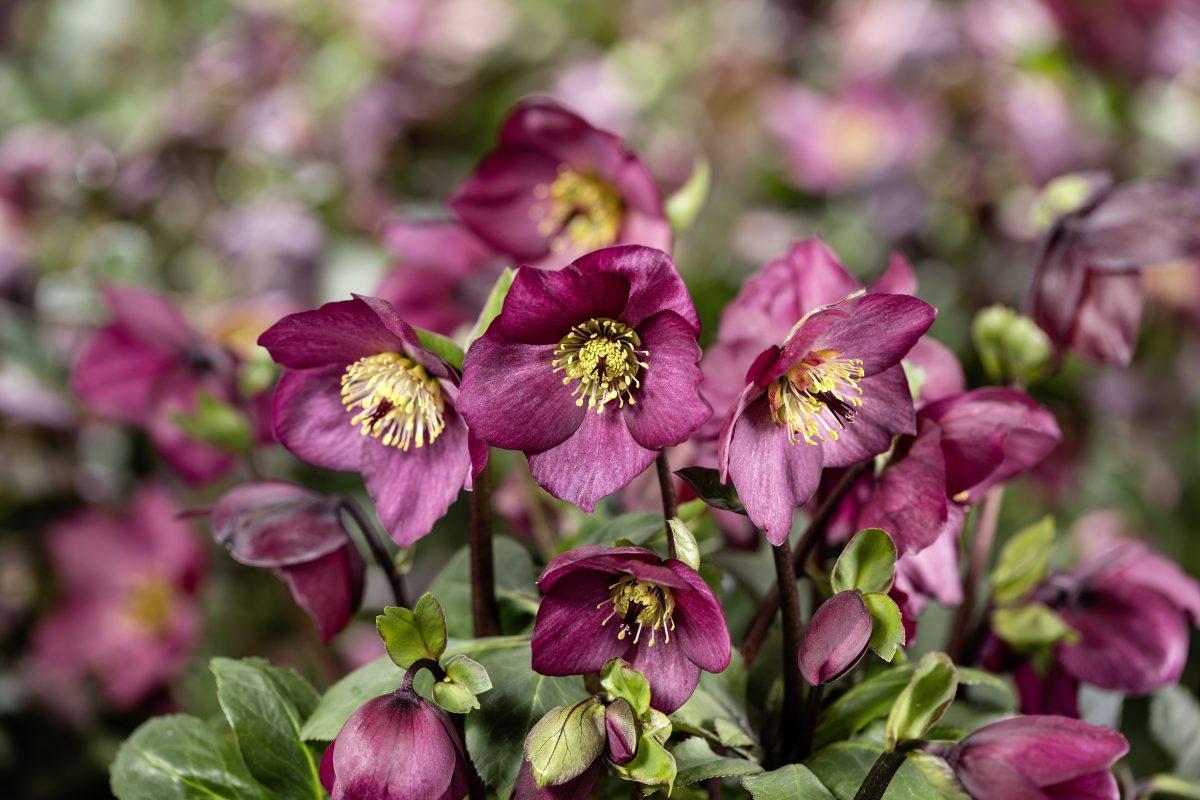 Helleborus Winter Ballet Leila Burgundy - View 4 from www redcrocus com