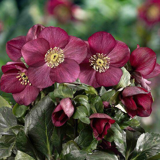 Helleborus Winter Ballet Leila Burgundy - View 5 from www redcrocus com