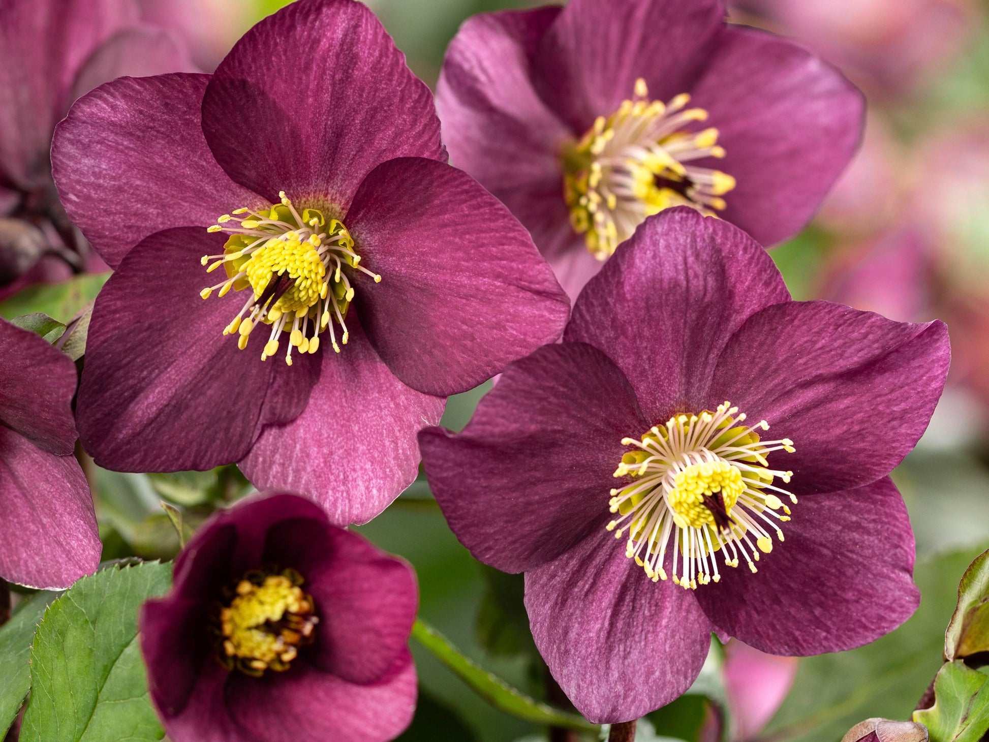 Helleborus Winter Ballet Leila Burgundy - View 6 from www redcrocus com