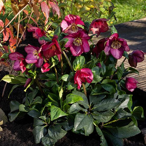Helleborus Winter Ballet Leila Burgundy - View 7 from www redcrocus com