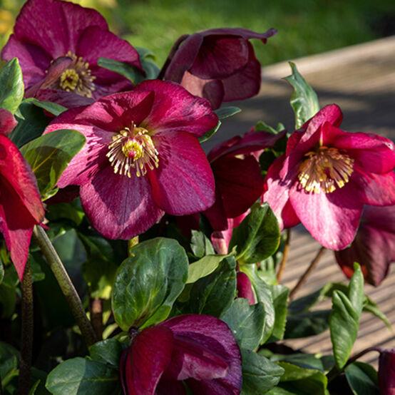 Helleborus Winter Ballet Leila Burgundy - View 8 from www redcrocus com