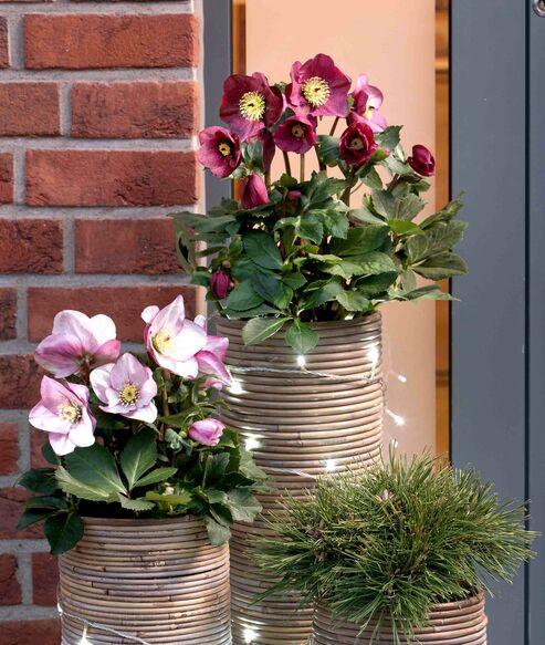 Helleborus Winter Ballet Leila Burgundy - View 9 from www redcrocus com