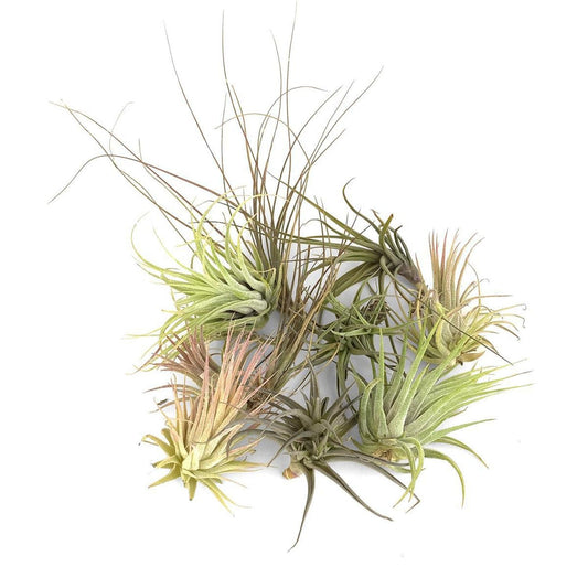 E Tillandsia Air Plant Assorted - View 10 from www redcrocus com