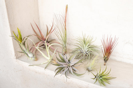 E Tillandsia Air Plant Assorted - View 1 from www redcrocus com