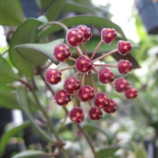 C Hoya Rosita - View 10 from www redcrocus com