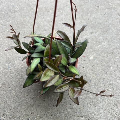 C Hoya Rosita - View 11 from www redcrocus com