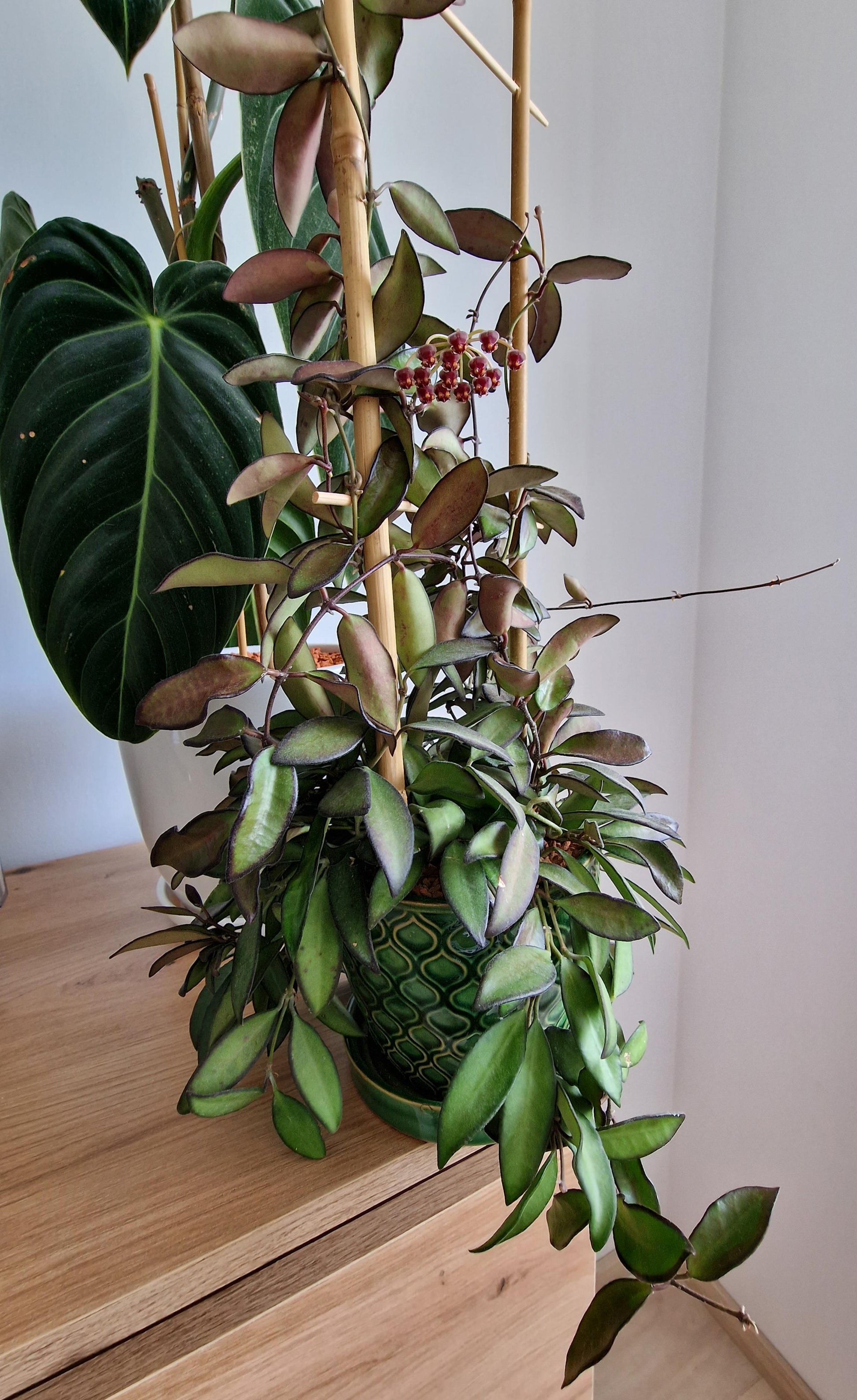 C Hoya Rosita - View 12 from www redcrocus com