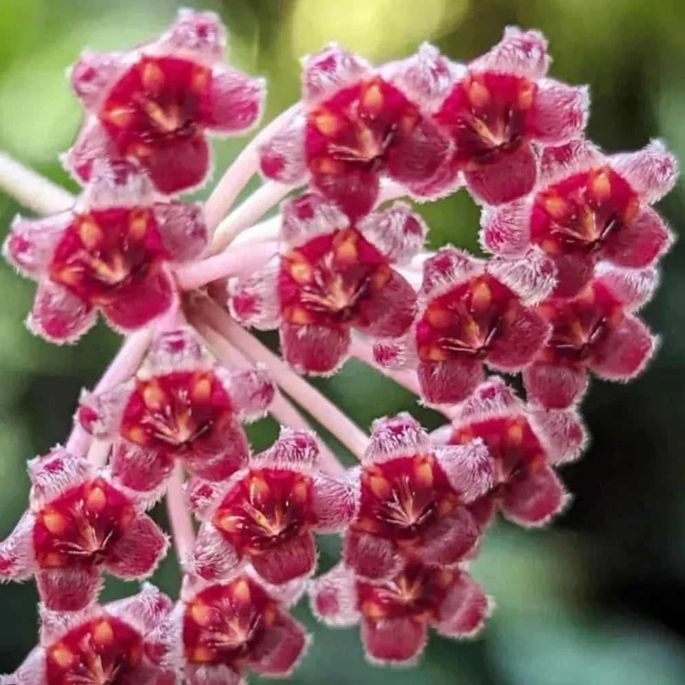 C Hoya Rosita - View 13 from www redcrocus com