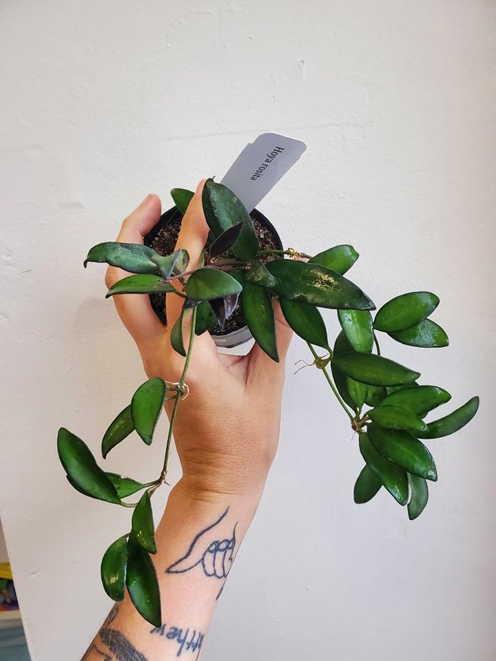 C Hoya Rosita - View 16 from www redcrocus com