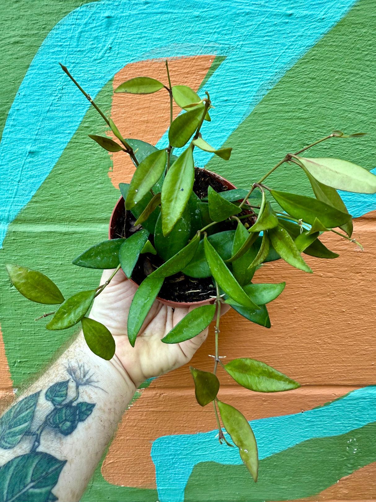 C Hoya Rosita - View 18 from www redcrocus com