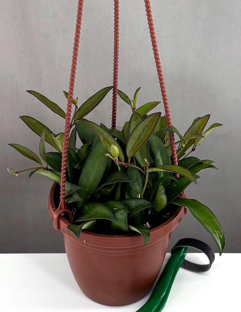 C Hoya Rosita - View 19 from www redcrocus com