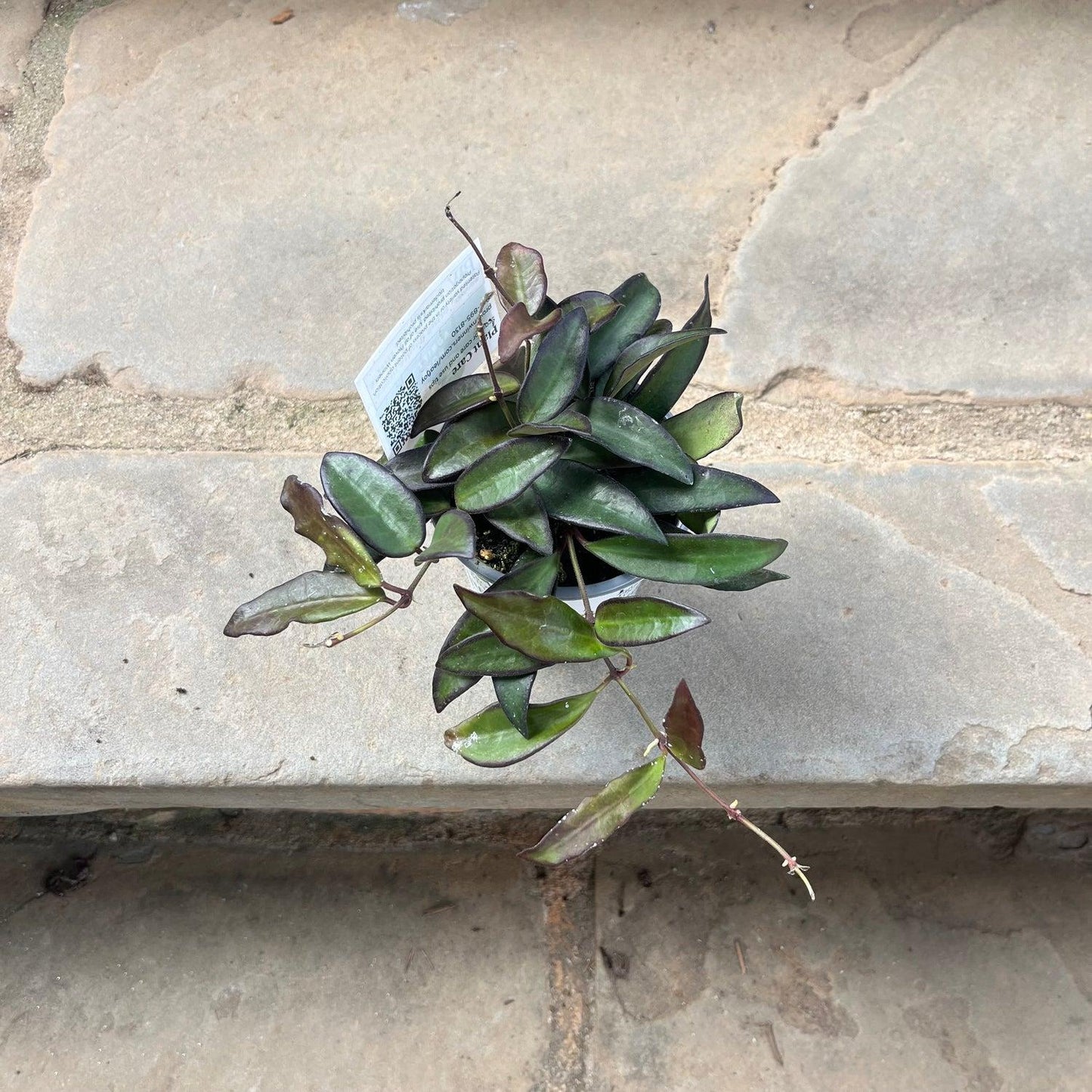 C Hoya Rosita - View 20 from www redcrocus com