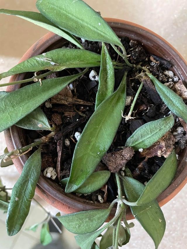 C Hoya Rosita - View 21 from www redcrocus com