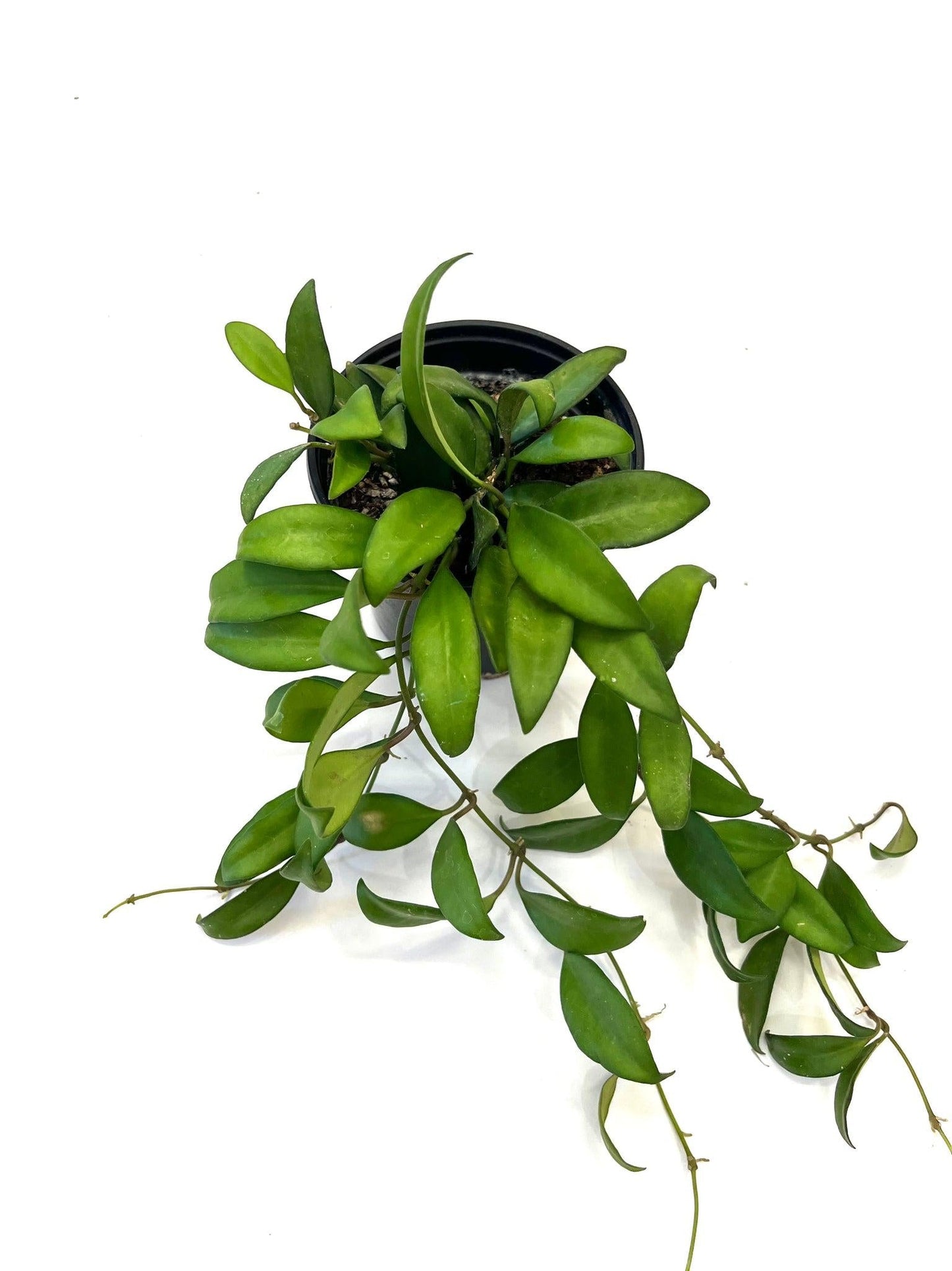 C Hoya Rosita - View 23 from www redcrocus com