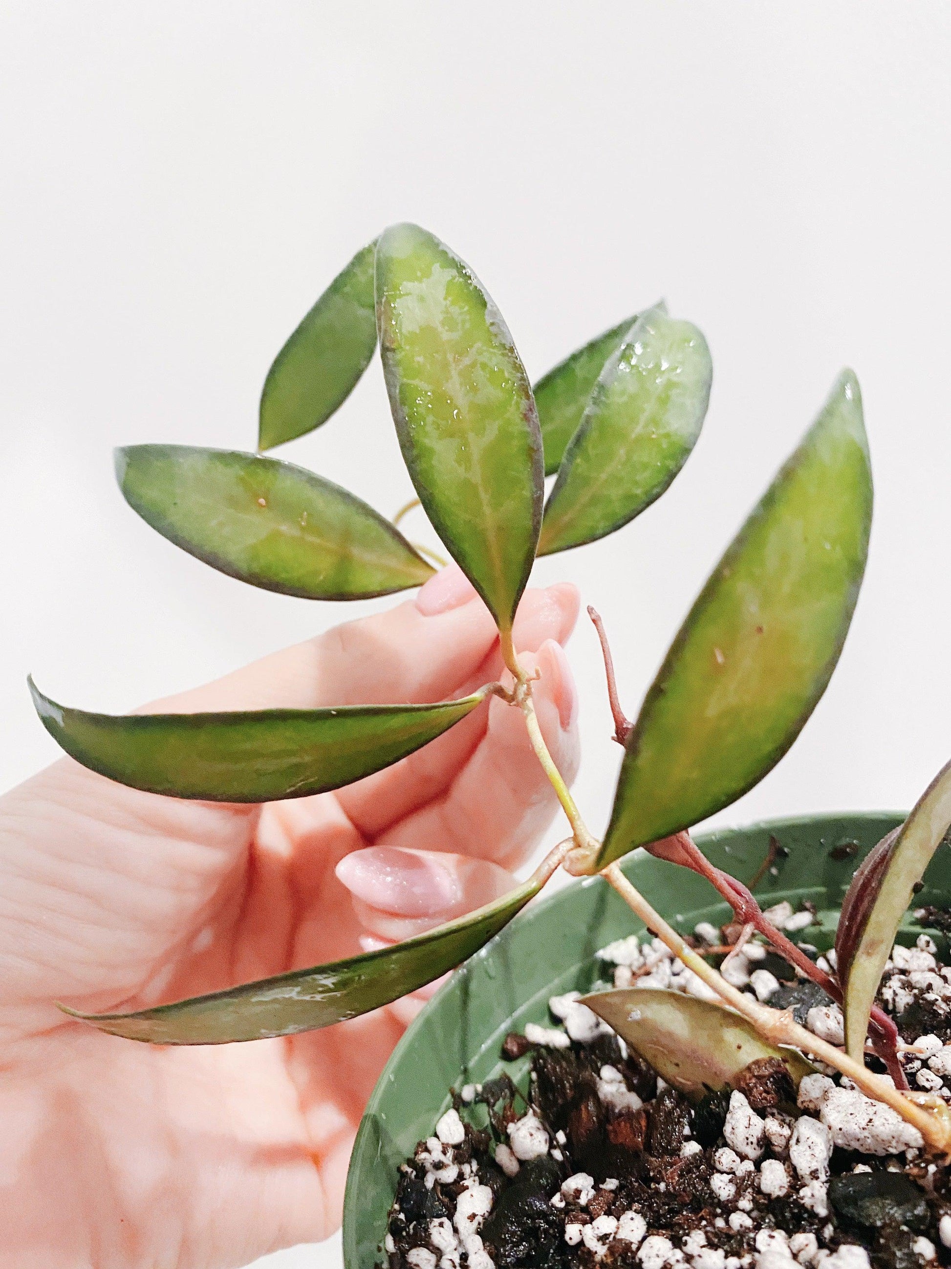 C Hoya Rosita - View 27 from www redcrocus com