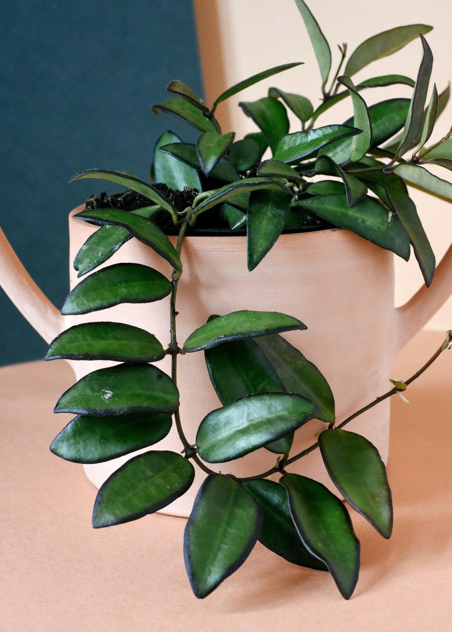 C Hoya Rosita - View 28 from www redcrocus com