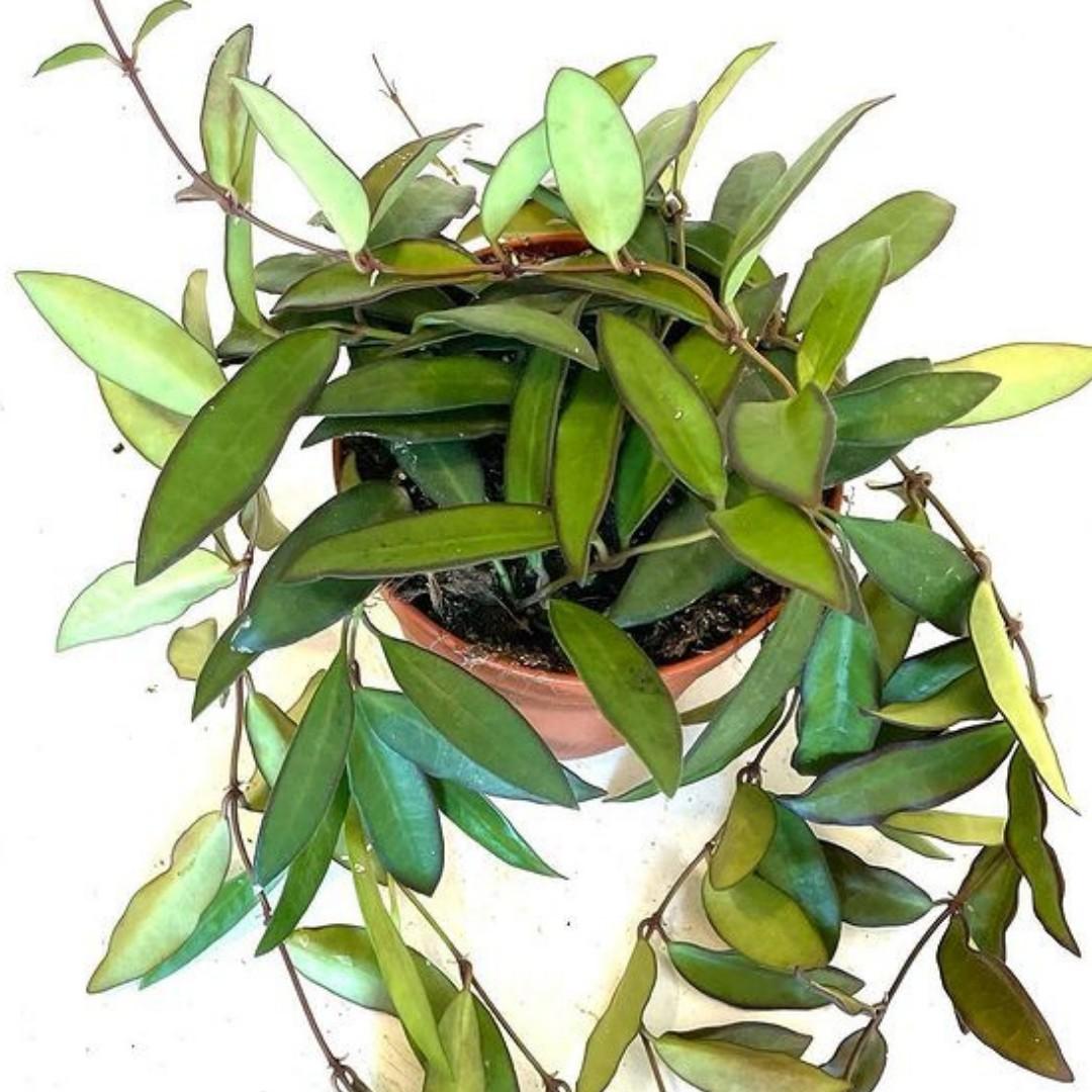 C Hoya Rosita - View 29 from www redcrocus com