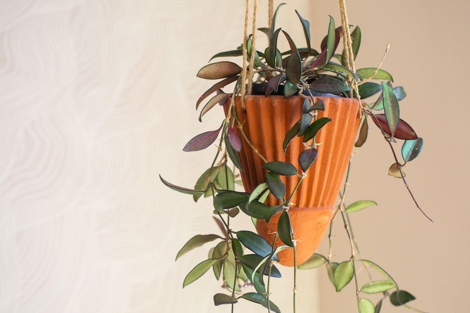 C Hoya Rosita - View 2 from www redcrocus com