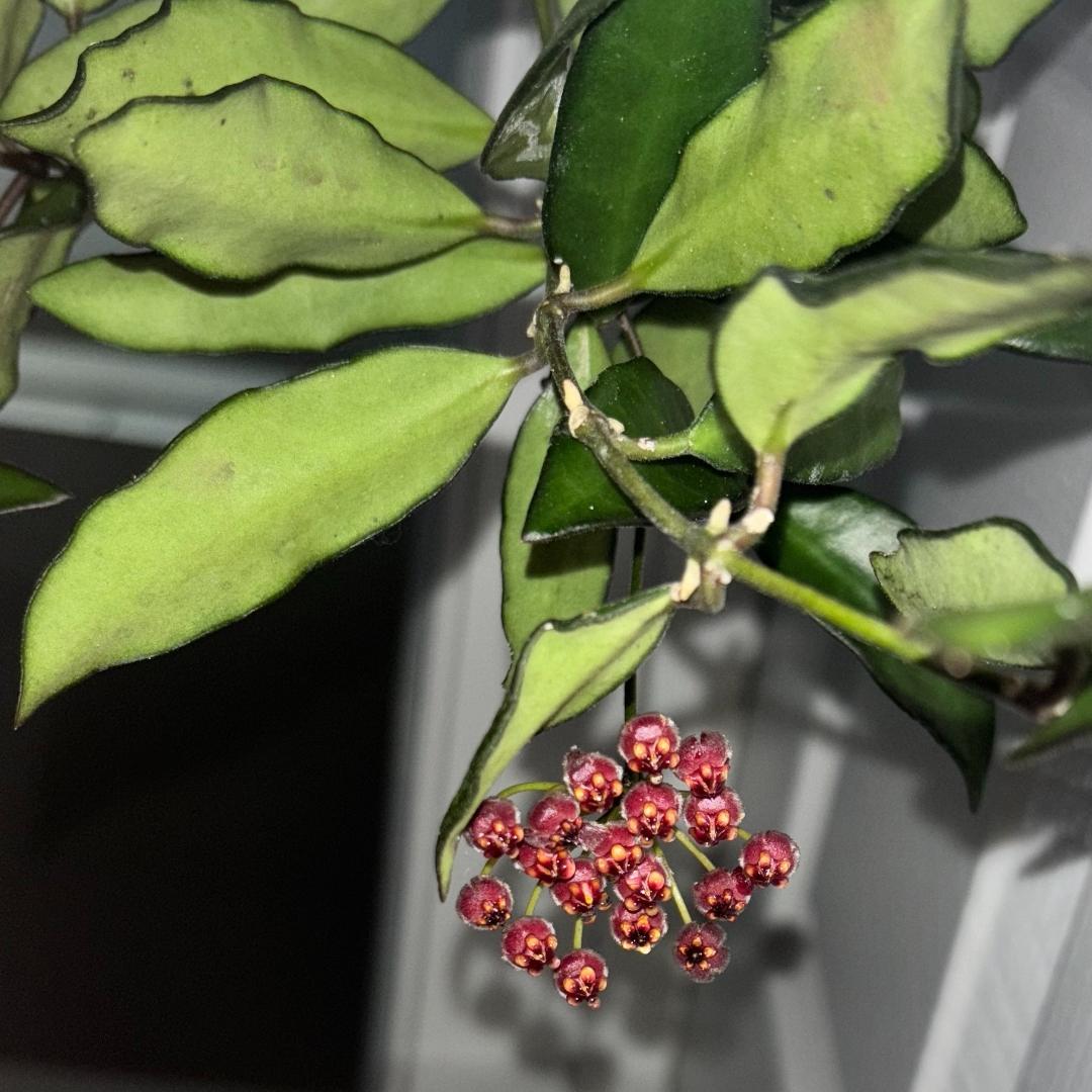 C Hoya Rosita - View 31 from www redcrocus com