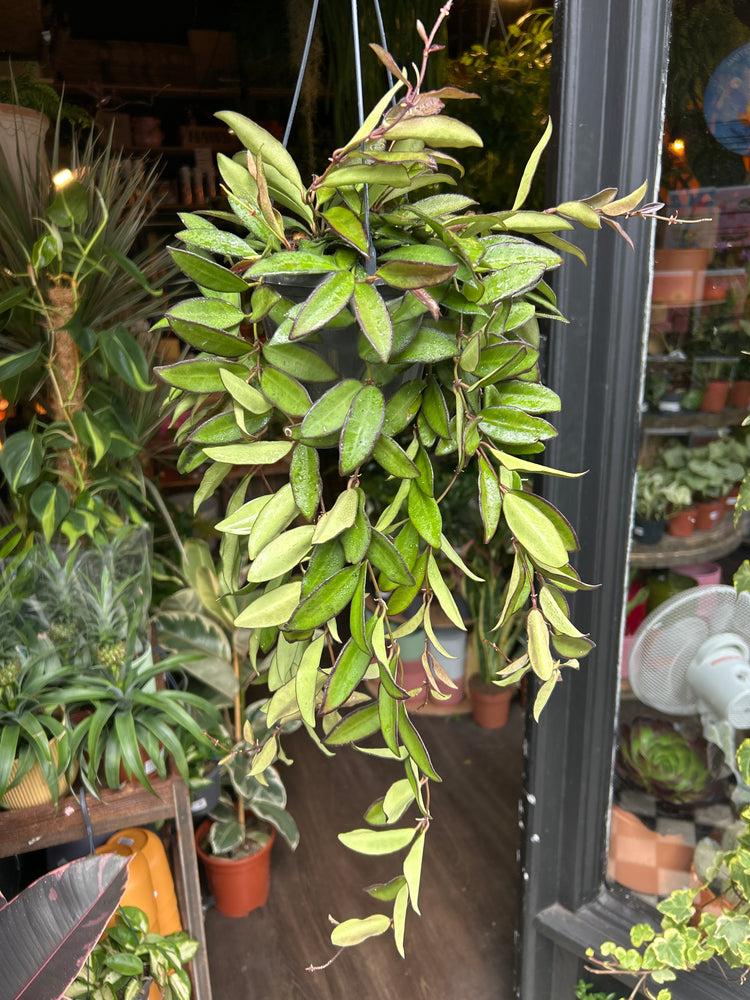 C Hoya Rosita - View 32 from www redcrocus com