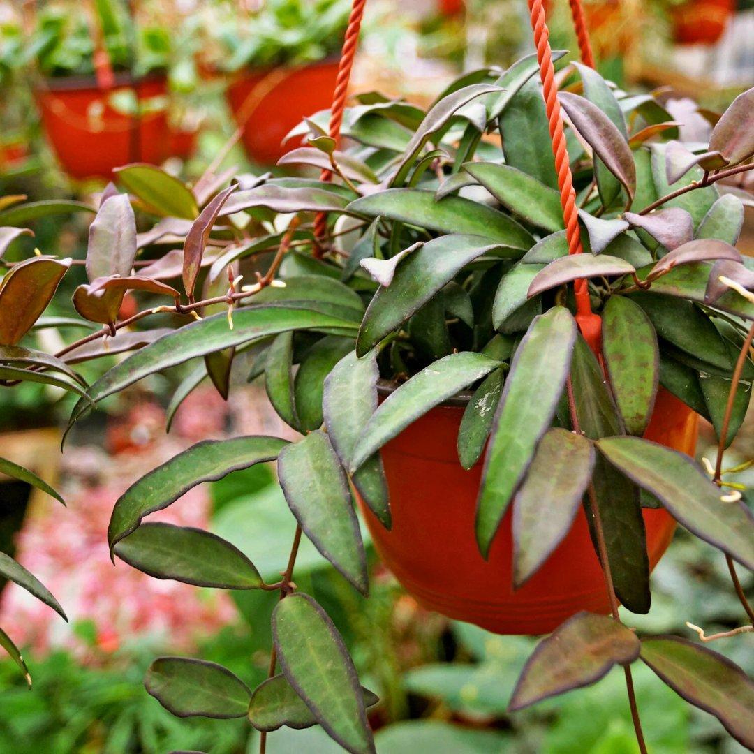 C Hoya Rosita - View 3 from www redcrocus com