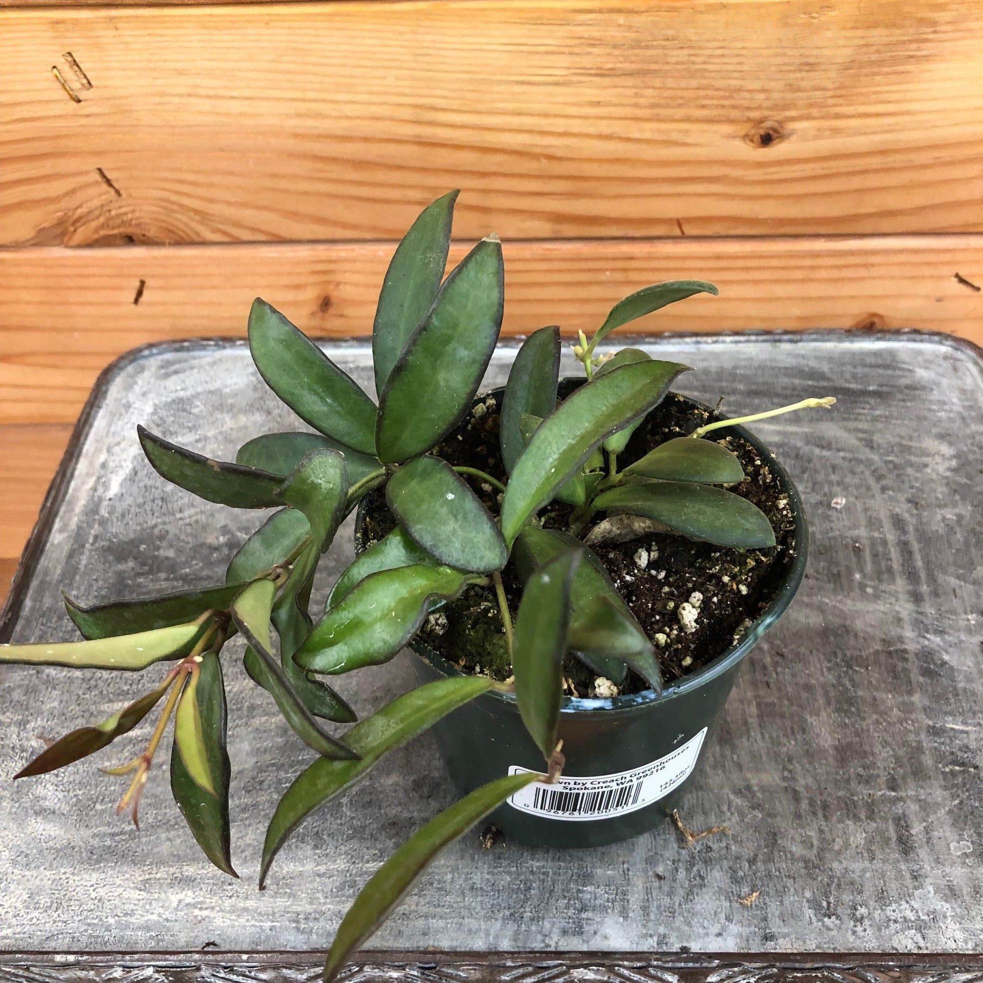 C Hoya Rosita - View 5 from www redcrocus com