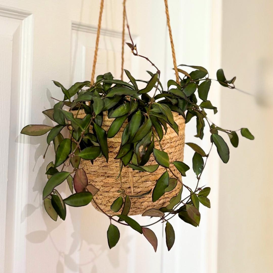 C Hoya Rosita - View 7 from www redcrocus com