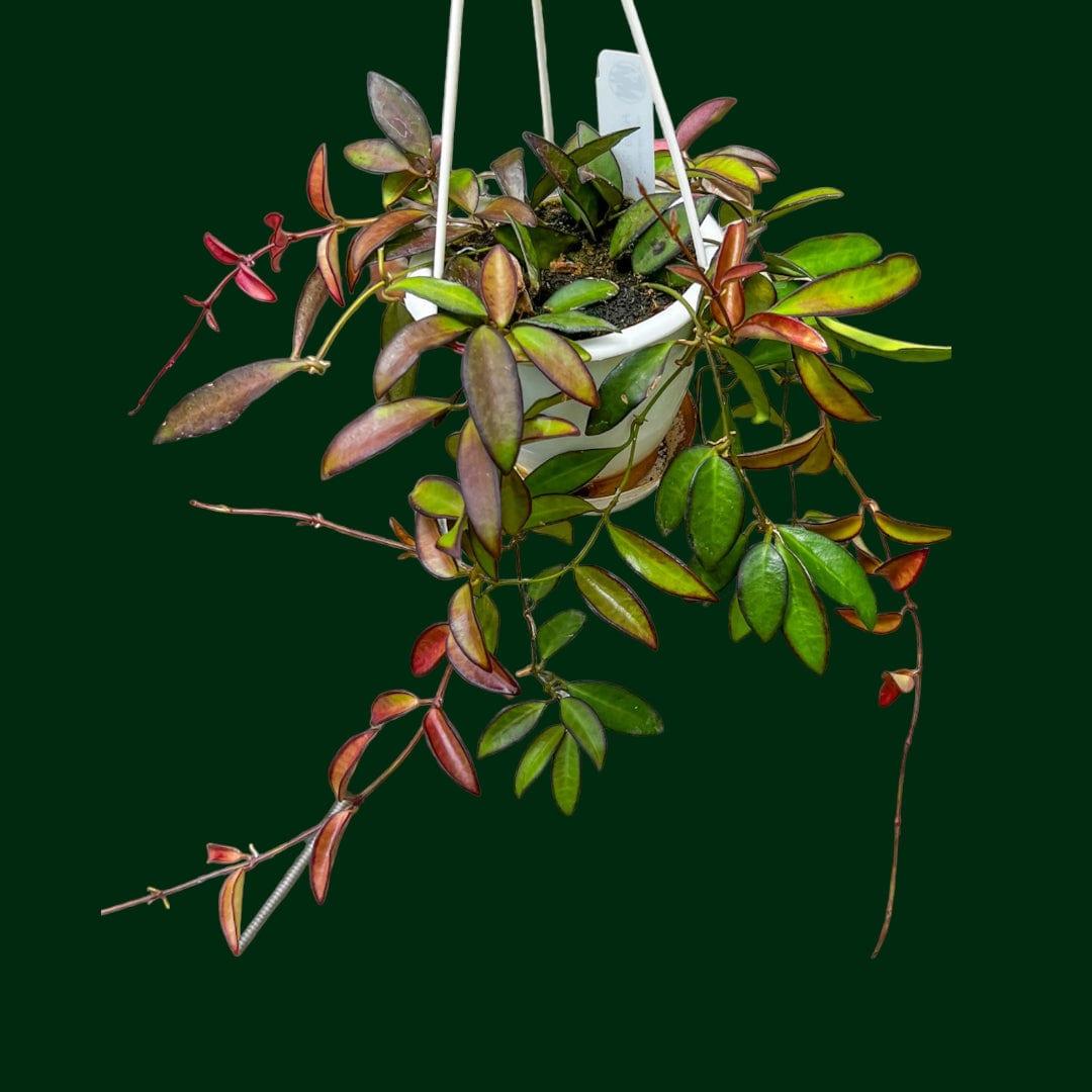 C Hoya Rosita - View 9 from www redcrocus com