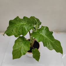 RedCrocus Alocasia Low Rider- Tropical Plant with Bold Arrow-Shaped Leaves, Pet-Friendly, Indoor & Outdoor Use, Container-Friendly, Deer Resistant, Vibrant Foliage 6"