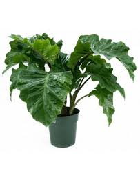 RedCrocus Alocasia Low Rider- Tropical Plant with Bold Arrow-Shaped Leaves, Pet-Friendly, Indoor & Outdoor Use, Container-Friendly, Deer Resistant, Vibrant Foliage 6"
