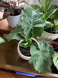 RedCrocus Alocasia Low Rider- Tropical Plant with Bold Arrow-Shaped Leaves, Pet-Friendly, Indoor & Outdoor Use, Container-Friendly, Deer Resistant, Vibrant Foliage 6"