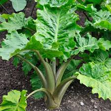 RedCrocus Alocasia Low Rider- Tropical Plant with Bold Arrow-Shaped Leaves, Pet-Friendly, Indoor & Outdoor Use, Container-Friendly, Deer Resistant, Vibrant Foliage 6"