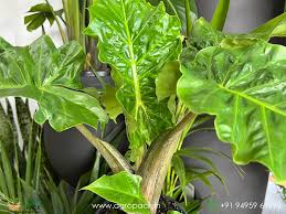 RedCrocus Alocasia Low Rider- Tropical Plant with Bold Arrow-Shaped Leaves, Pet-Friendly, Indoor & Outdoor Use, Container-Friendly, Deer Resistant, Vibrant Foliage 6"