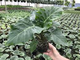 RedCrocus Alocasia Low Rider- Tropical Plant with Bold Arrow-Shaped Leaves, Pet-Friendly, Indoor & Outdoor Use, Container-Friendly, Deer Resistant, Vibrant Foliage 6"