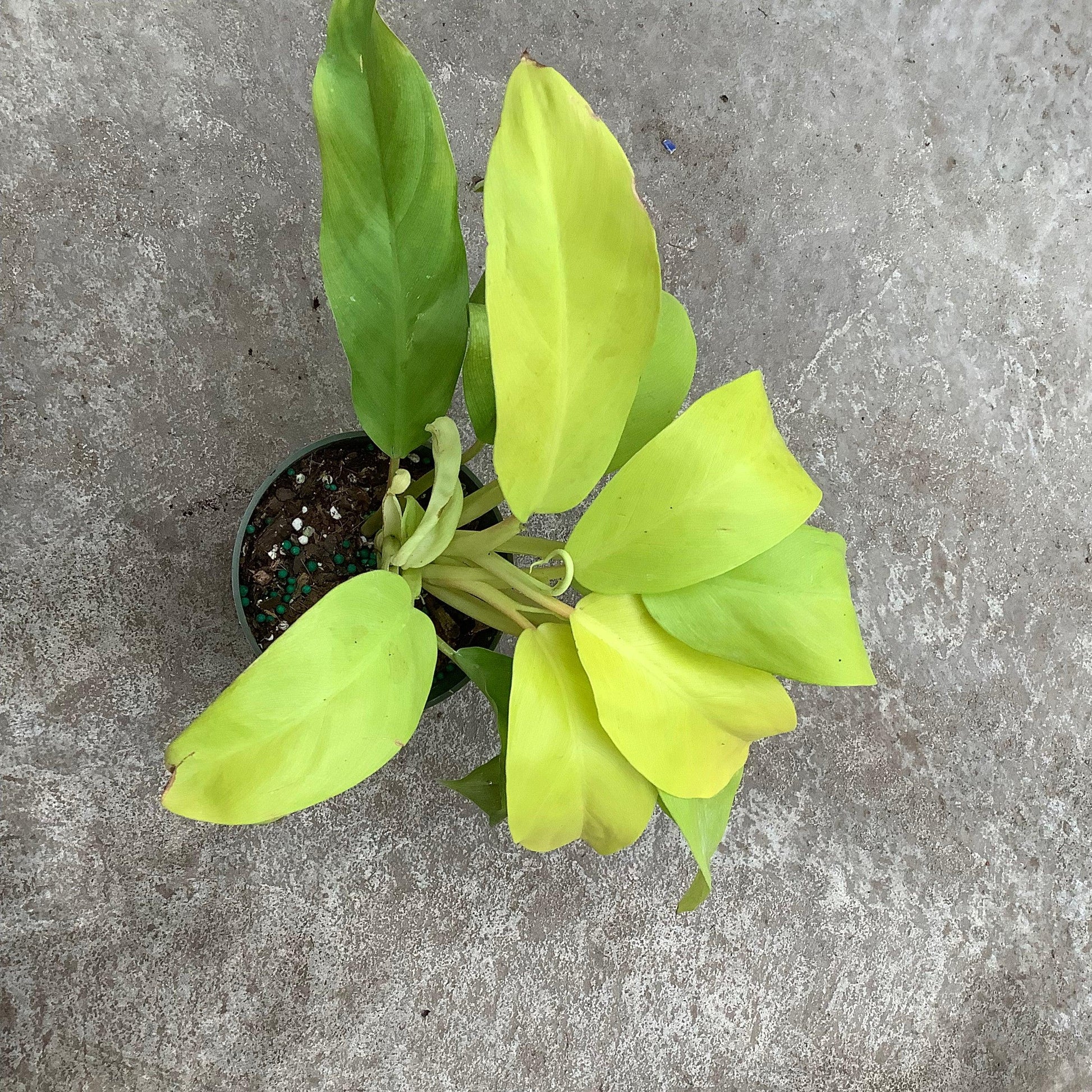 Ff Philodendron Ceylon Beauty - View 10 from www redcrocus com