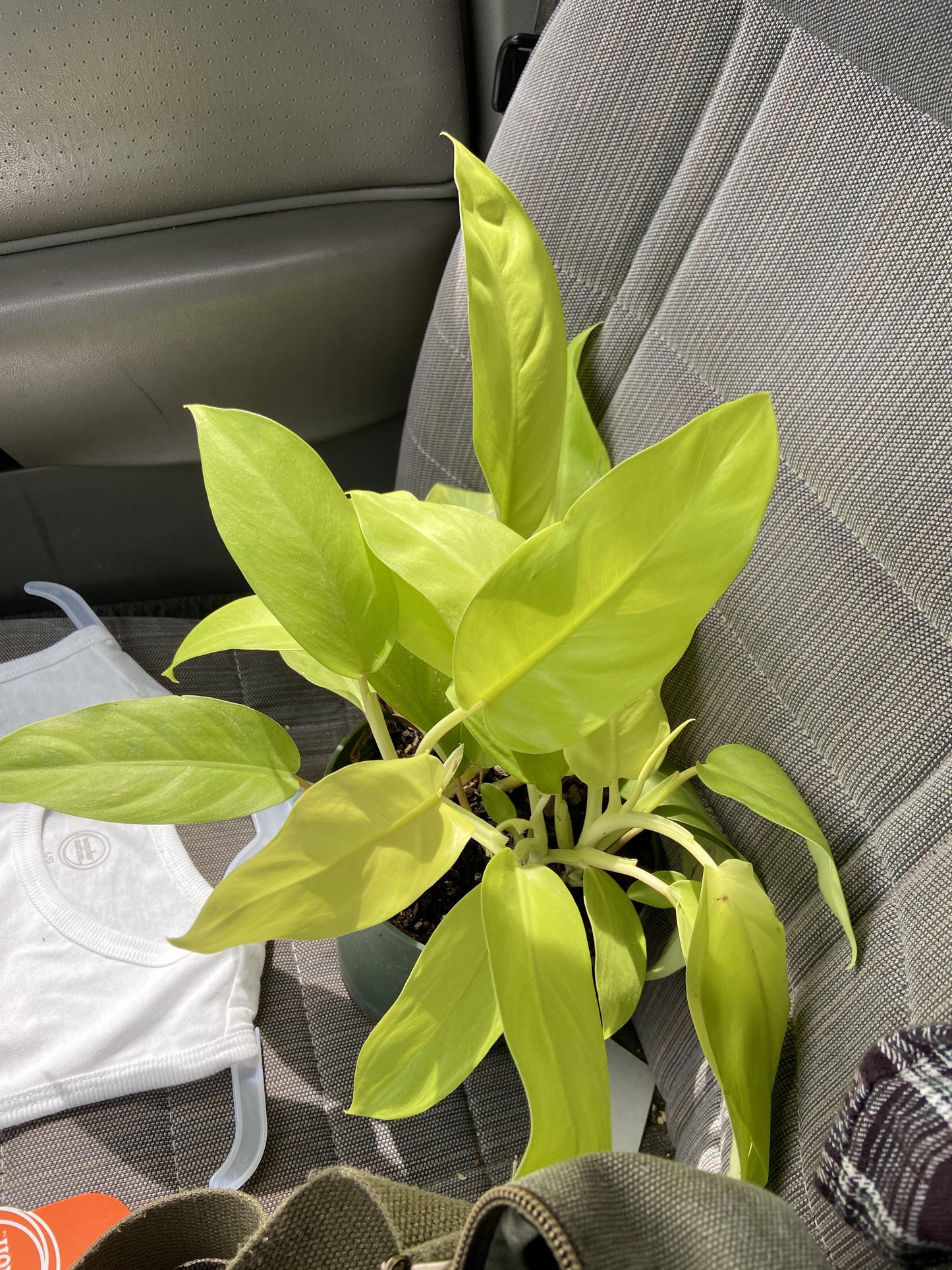 Ff Philodendron Ceylon Beauty - View 13 from www redcrocus com