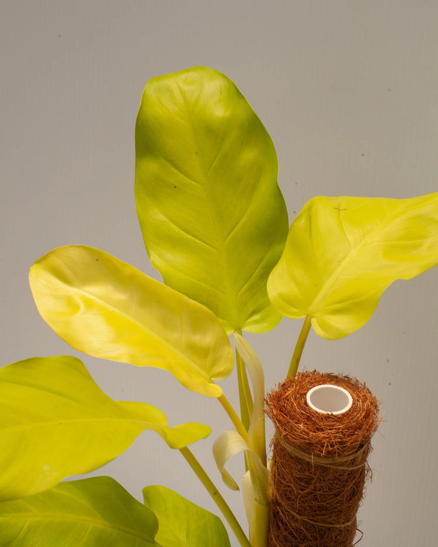 Ff Philodendron Ceylon Beauty - View 15 from www redcrocus com