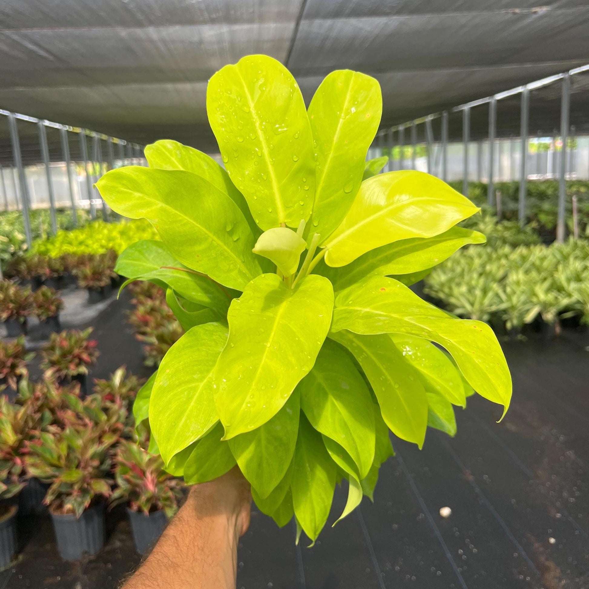 Ff Philodendron Ceylon Beauty - View 16 from www redcrocus com