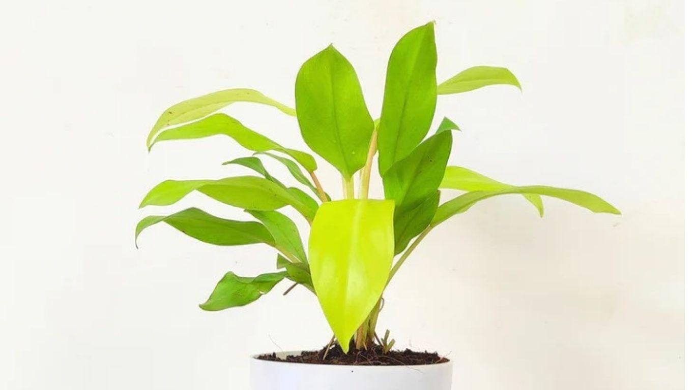 Ff Philodendron Ceylon Beauty - View 18 from www redcrocus com