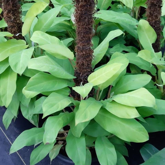 Ff Philodendron Ceylon Beauty - View 19 from www redcrocus com