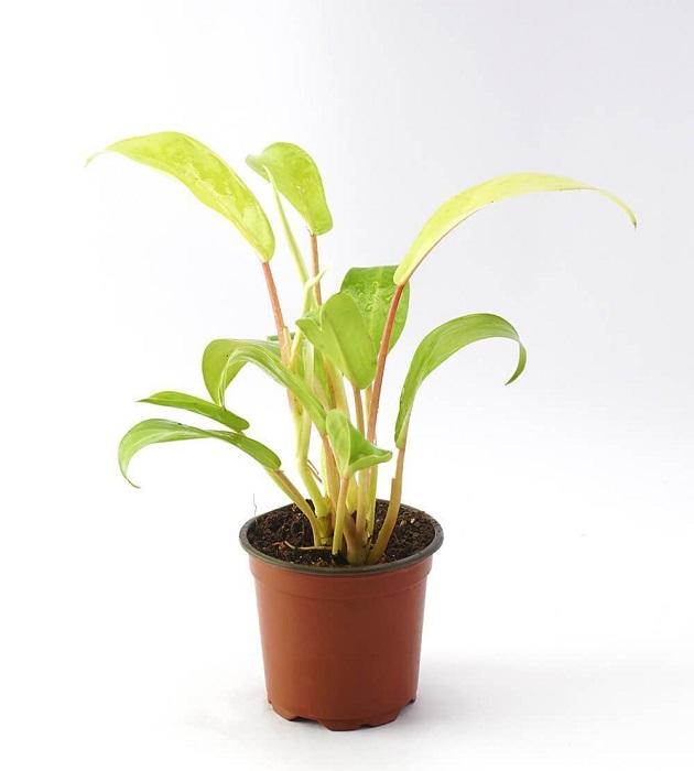 Ff Philodendron Ceylon Beauty - View 20 from www redcrocus com