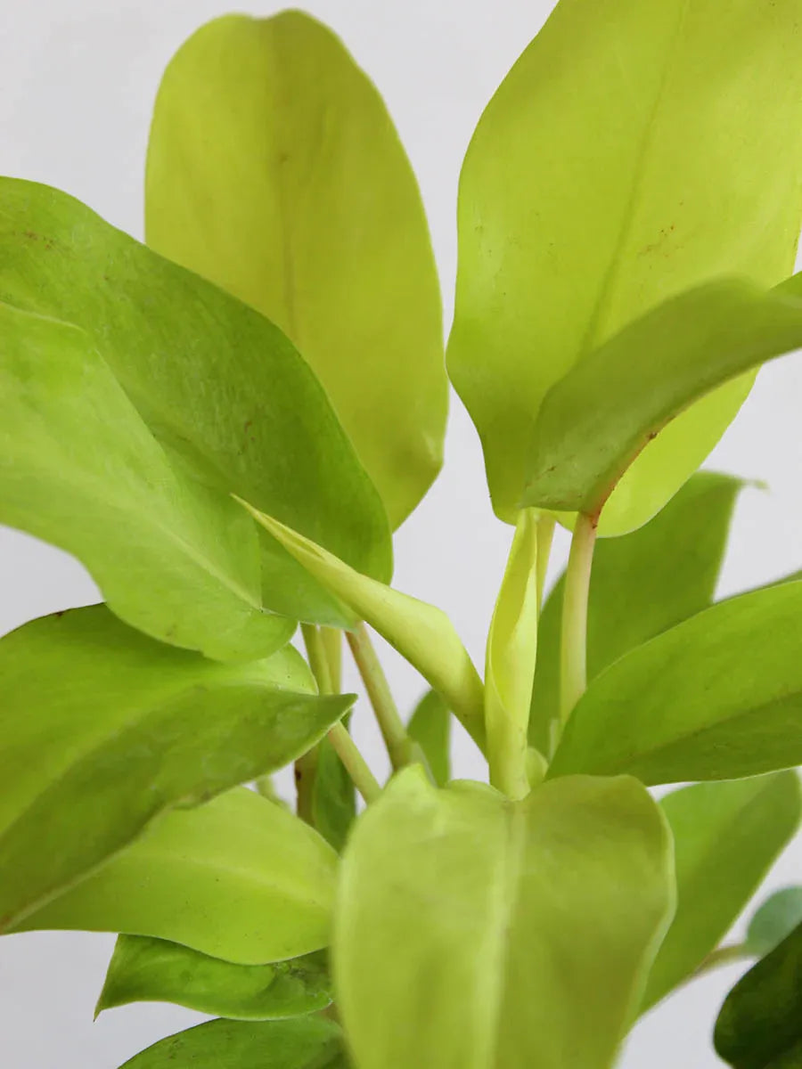 Ff Philodendron Ceylon Beauty - View 21 from www redcrocus com