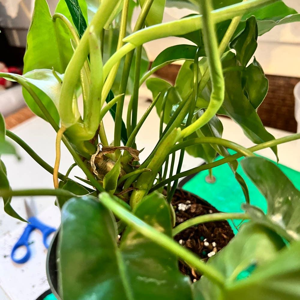 Ff Philodendron Ceylon Beauty - View 22 from www redcrocus com