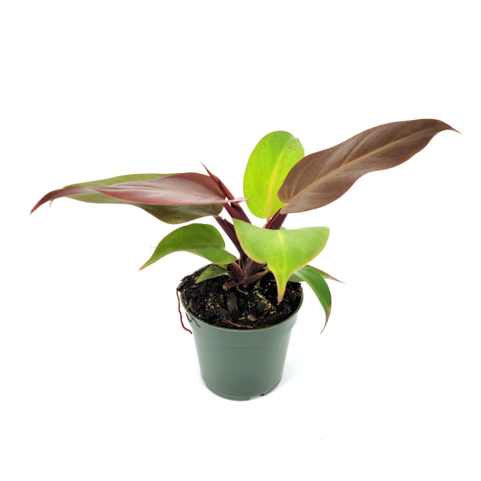 Ff Philodendron Ceylon Beauty - View 23 from www redcrocus com