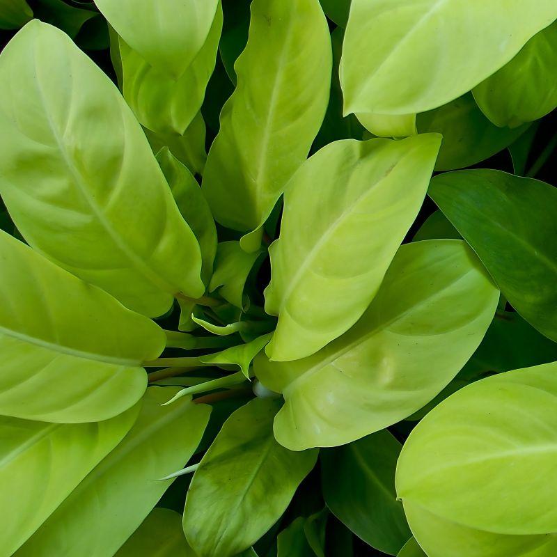 Ff Philodendron Ceylon Beauty - View 24 from www redcrocus com