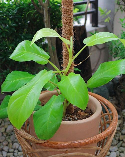 Ff Philodendron Ceylon Beauty - View 28 from www redcrocus com