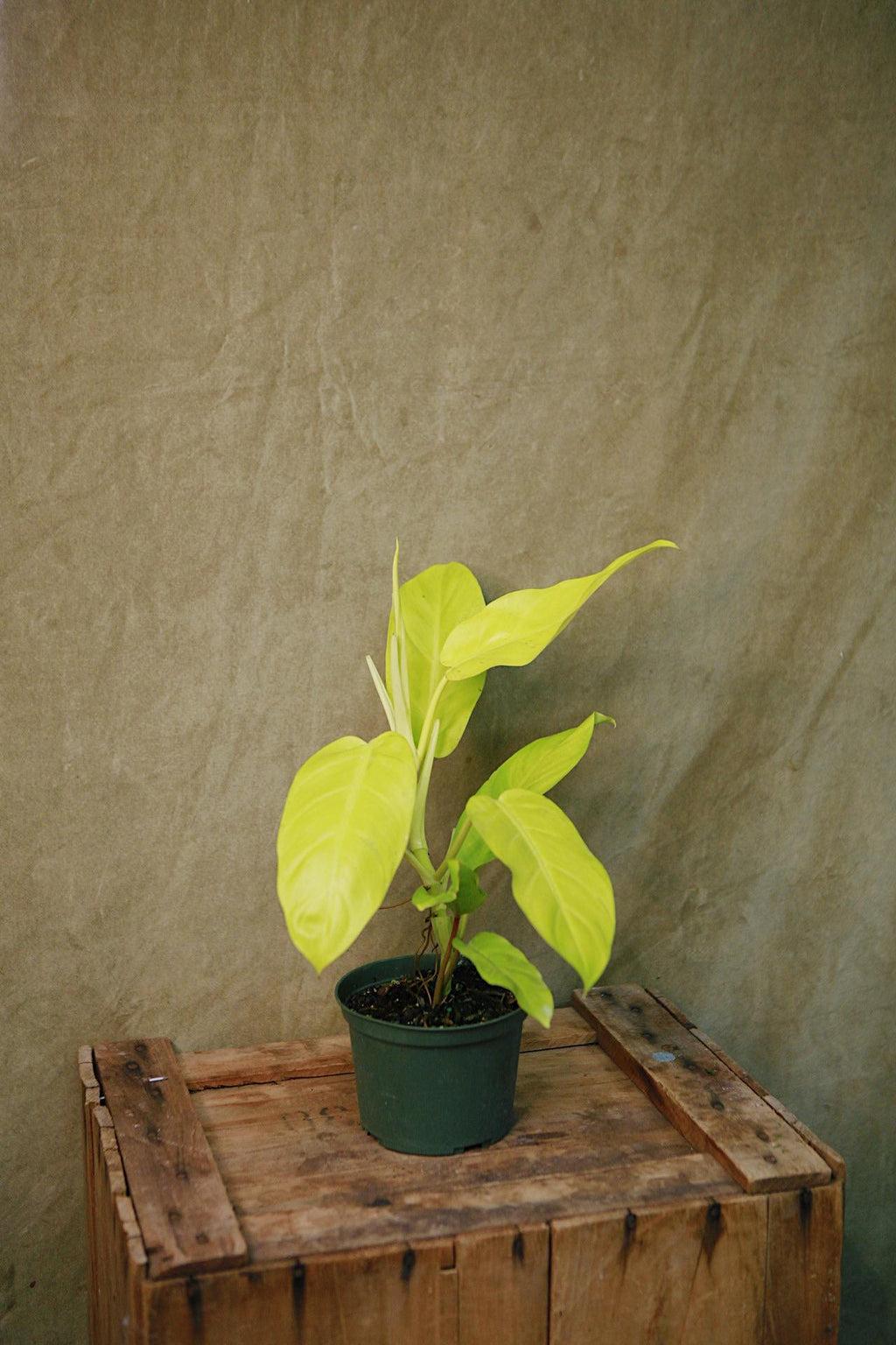 Ff Philodendron Ceylon Beauty - View 3 from www redcrocus com
