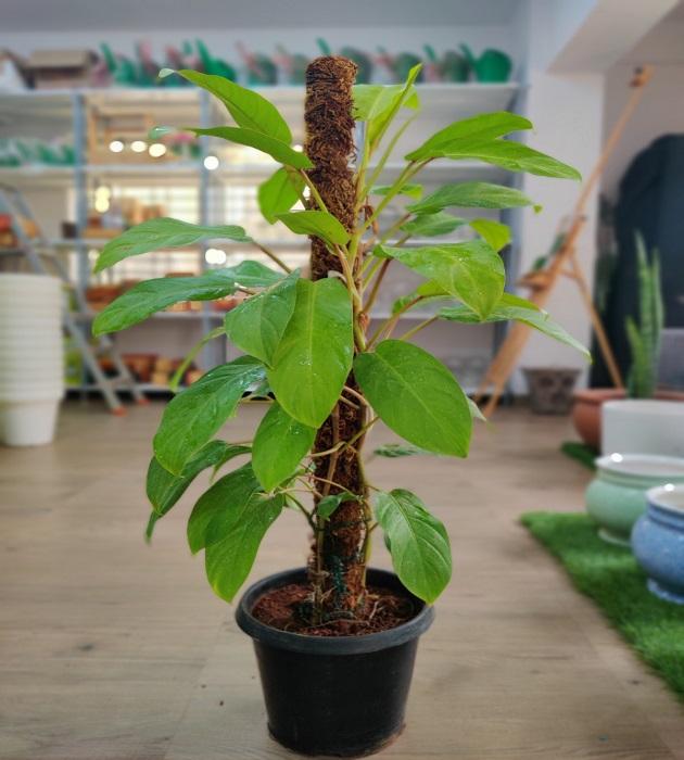 Ff Philodendron Ceylon Beauty - View 4 from www redcrocus com